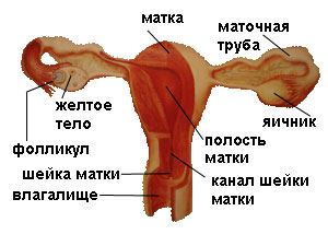 matka.jpg